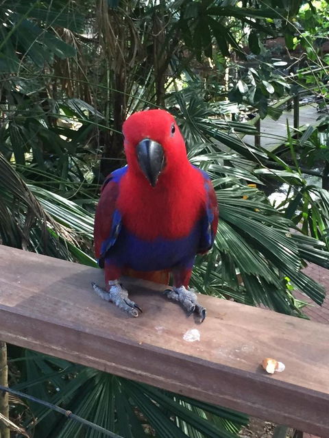 Wildlife Habitat Port Douglas - Accommodation NT 4