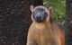 Wildlife Habitat Port Douglas - thumb 10