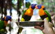 Wildlife Habitat Port Douglas - thumb 15
