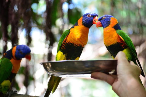 Wildlife Habitat Port Douglas - Accommodation NT 15