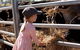 Mackay Farm Food And Flavours Tour - thumb 0