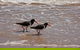 1770 Coastline Tour By LARC Amphibious Vehicle Including Picnic Lunch - thumb 1