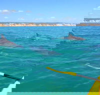 Half-Day Kayak with Dolphins and 4WD Beach Drive from Rainbow Beach - Accommodation NT