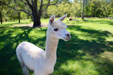 Half Day Animal Tour - Accommodation NT 2