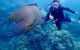 Calypso Outer Great Barrier Reef Cruise From Port Douglas - thumb 6