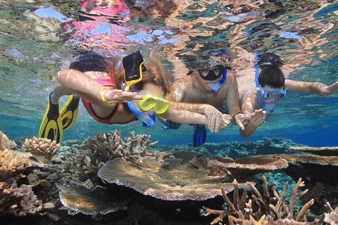 Calypso Outer Great Barrier Reef Cruise From Port Douglas - Accommodation NT 10