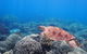 Calypso Outer Great Barrier Reef Cruise From Port Douglas - thumb 9
