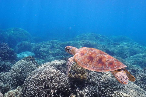 Calypso Outer Great Barrier Reef Cruise From Port Douglas - Accommodation NT 9