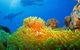 Calypso Outer Great Barrier Reef Cruise From Port Douglas - thumb 8