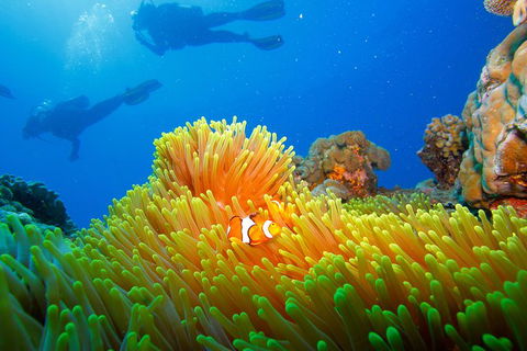 Calypso Outer Great Barrier Reef Cruise From Port Douglas - Accommodation NT 8