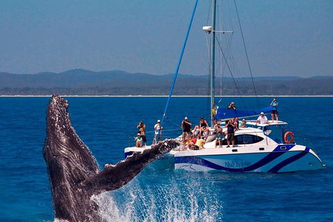 Blue Dolphin Exclusive Whale Watch Encounters - Accommodation NT 0