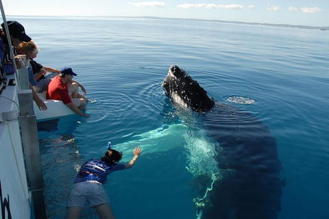 Blue Dolphin Exclusive Whale Watch Encounters - Accommodation NT 1