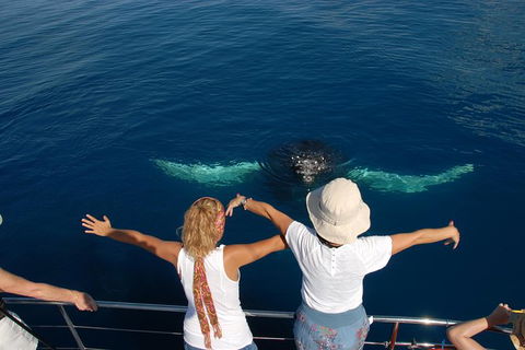 Blue Dolphin Exclusive Whale Watch Encounters - Accommodation NT 3