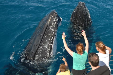 Blue Dolphin Exclusive Whale Watch Encounters - Accommodation NT 8