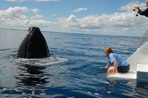 Blue Dolphin Exclusive Whale Watch Encounters - Accommodation NT 7