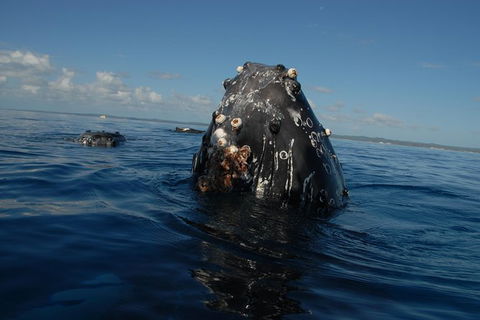 Blue Dolphin Exclusive Whale Watch Encounters - Accommodation NT 9