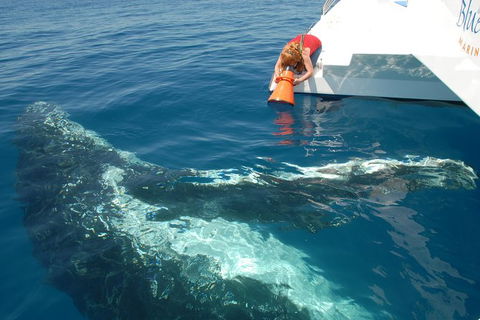 Blue Dolphin Exclusive Whale Watch Encounters - Accommodation NT 4