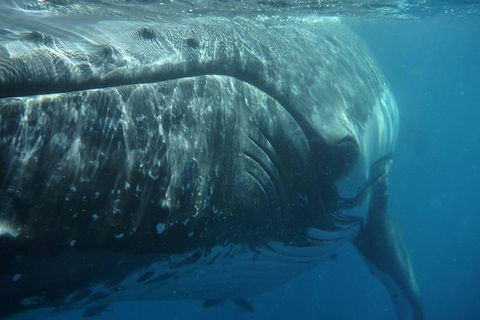 Blue Dolphin Exclusive Whale Watch Encounters - Accommodation NT 6