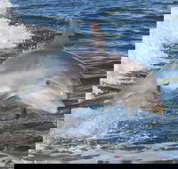 Noosa Oceanrider Scenic Dolphin Safari