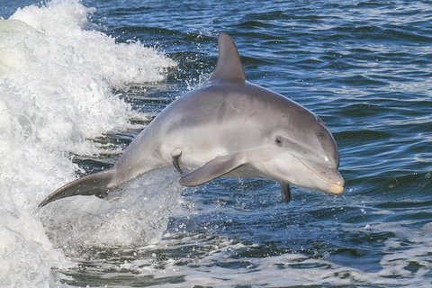 Noosa Oceanrider Scenic Dolphin Safari - Accommodation NT 1