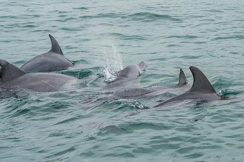 Noosa Oceanrider Scenic Dolphin Safari - Accommodation NT 3