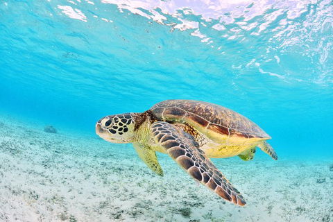 Low Island Snorkelling Private Charter Aboard Authentic Chinese Junk Boat - Accommodation NT 3
