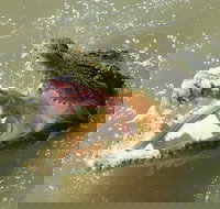 Darwin Jumping Crocodiles Cruise on Adelaide River - Accommodation NT