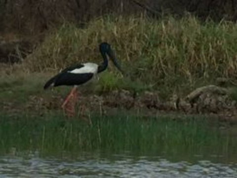 1 Day Corroboree Billabong Wetland Experience Including 2.5 Hour Cruise + Lunch - Accommodation NT 3
