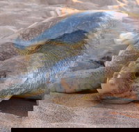 Turtle Tracks Tour to Bare Sand Island from Darwin - Accommodation NT