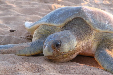 Turtle Tracks Tour To Bare Sand Island From Darwin - Accommodation NT 0