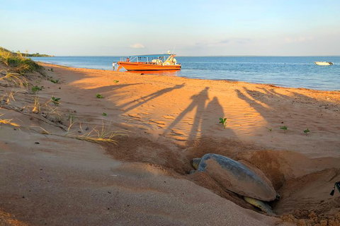 Turtle Tracks Tour To Bare Sand Island From Darwin - Accommodation NT 4