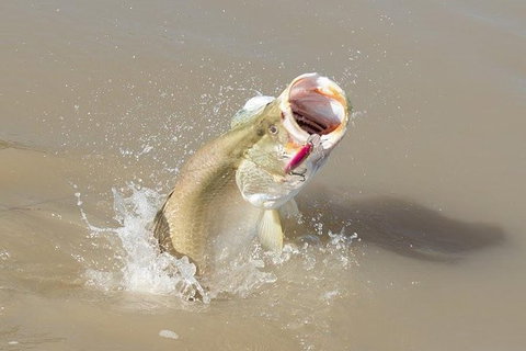 Multi-Day Fishing Safari From Darwin Staying Aboard A Mother Ship - Accommodation NT 8