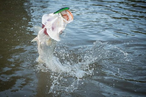 Multi-Day Fishing Safari From Darwin Staying Aboard A Mother Ship - Accommodation NT 9