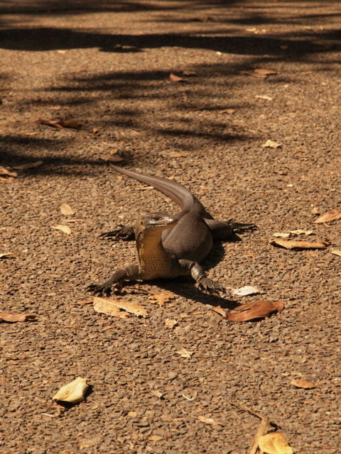 Katherine Day Tour From Darwin Including Katherine Gorge Cruise - Accommodation NT 9