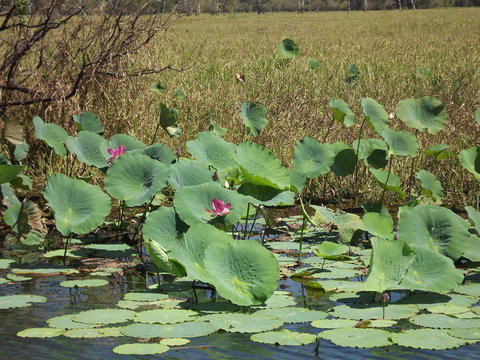 Katherine Day Tour From Darwin Including Katherine Gorge Cruise - Accommodation NT 15