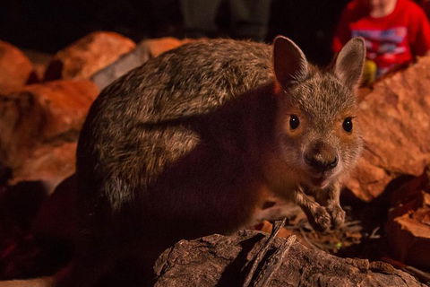 Alice Springs Desert Park Nocturnal Tour - Accommodation NT 2