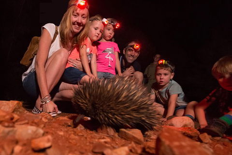 Alice Springs Desert Park Nocturnal Tour - Accommodation NT 5