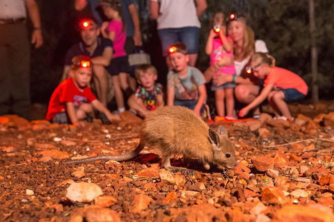 Alice Springs Desert Park Nocturnal Tour - Accommodation NT 7