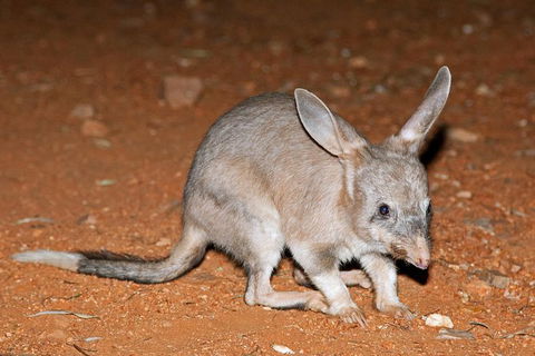 Alice Springs Desert Park Nocturnal Tour - Accommodation NT 4