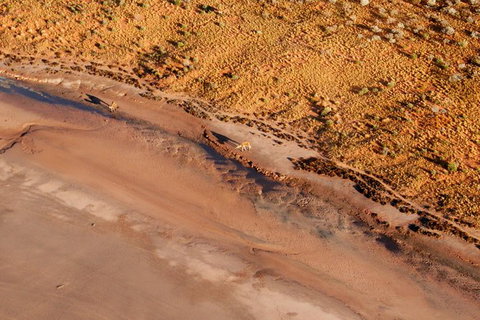 Scenic Flight: Lizard Safari - Accommodation NT 1