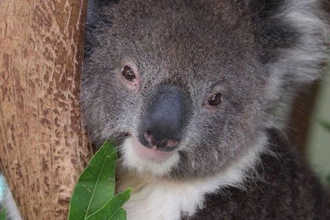 All Inclusive Blue Mountains Small-Group Day Trip From Sydney - Accommodation NT 1