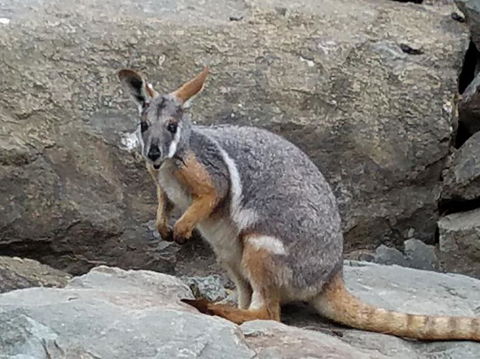 All Inclusive Blue Mountains Small-Group Day Trip From Sydney - Accommodation NT 4