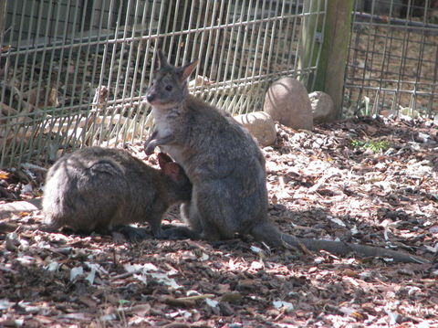 All Inclusive Blue Mountains Small-Group Day Trip From Sydney - Accommodation NT 19