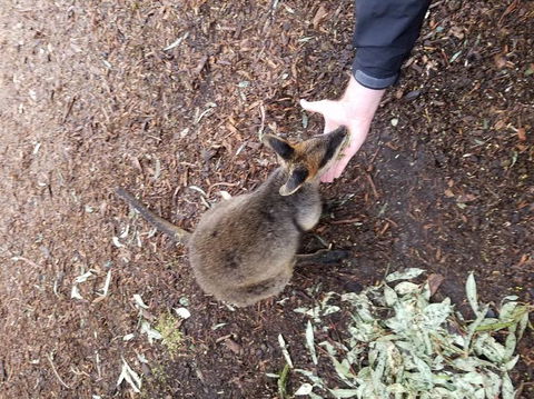 All Inclusive Blue Mountains Small-Group Day Trip From Sydney - Accommodation NT 21
