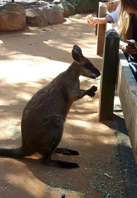 All Inclusive Blue Mountains Small-Group Day Trip From Sydney - Accommodation NT 25