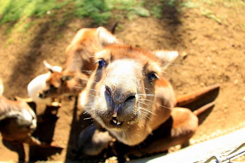 All-Inclusive Blue Mountains Day Trip With River Cruise - Accommodation NT 1