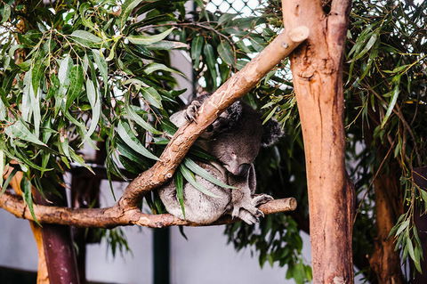 All-Inclusive Blue Mountains Day Trip With River Cruise - Accommodation NT 14