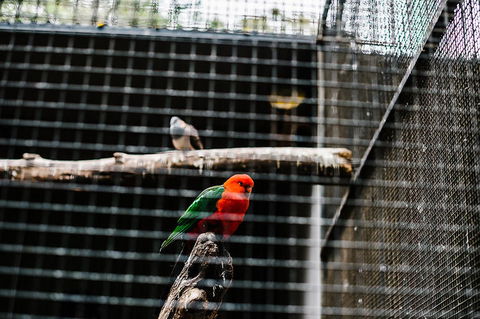 All-Inclusive Blue Mountains Day Trip With River Cruise - Accommodation NT 17