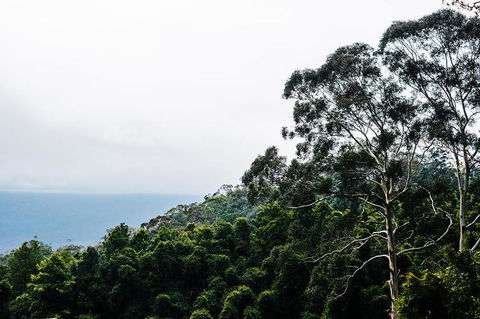 All-Inclusive Blue Mountains Day Trip With River Cruise - Accommodation NT 18