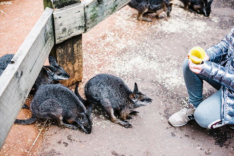 All-Inclusive Blue Mountains Day Trip With River Cruise - Accommodation NT 15